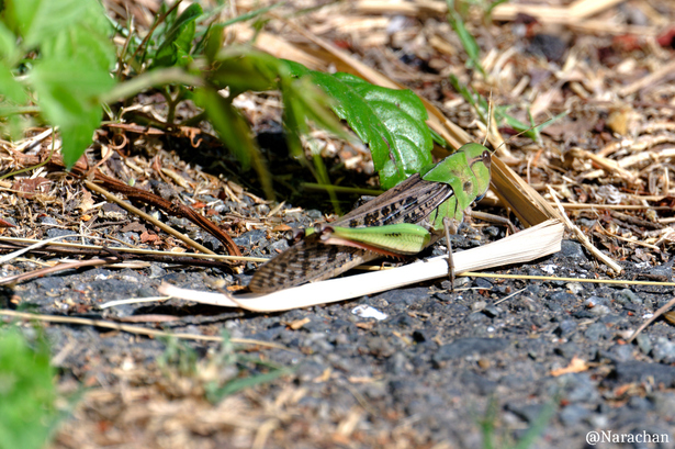 ZZ9_0940_DxO.JPG