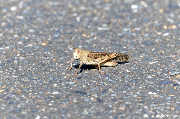 ZZ9_0945_DxO.JPG
