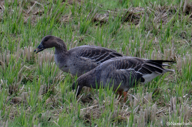 ZZ9_0987_DxO.JPG