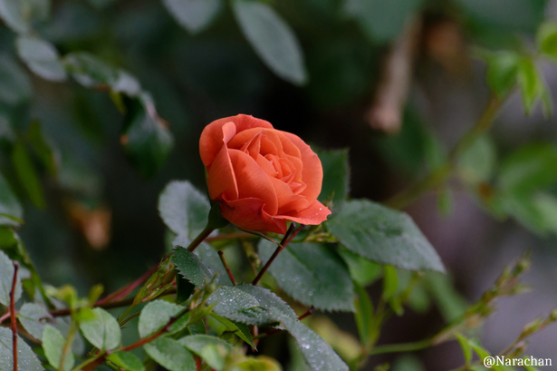 ZZ9_1766_DxO.JPG