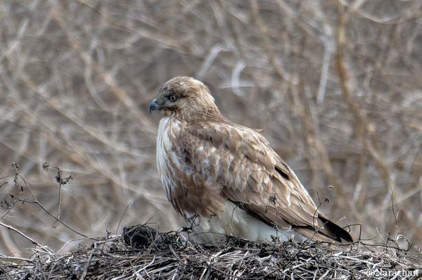 ZZ9_1934_DxO.JPG