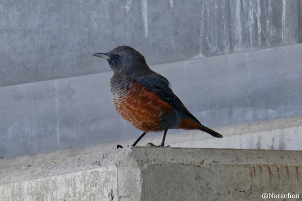 ZZ9_2208_Nik_DxO.JPG