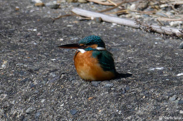 ZZ9_3585_DxO.JPG