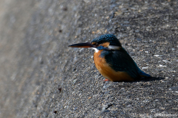 ZZ9_3589_DxO.JPG
