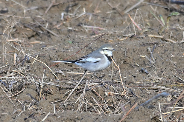 ZZ9_3735.JPG