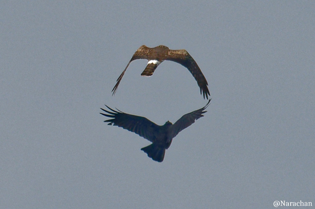 ZZ9_4094_DxO.JPG