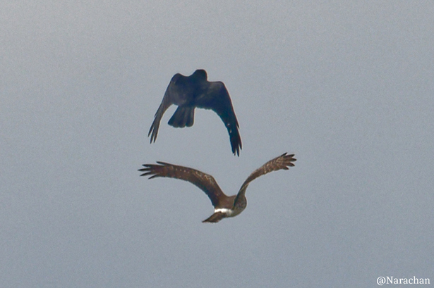 ZZ9_4096_DxO.JPG