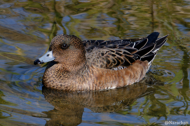 ZZ9_4100_DxO.JPG