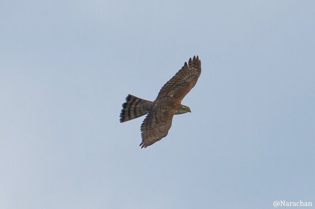 ZZ9_4143_DxO.JPG