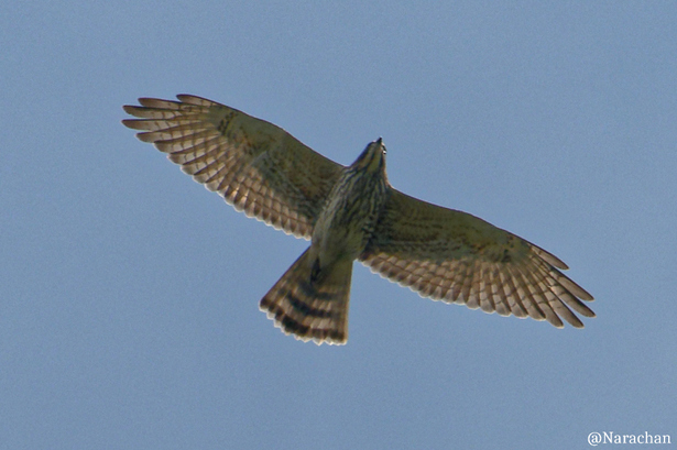ZZ9_4740_DxO.JPG