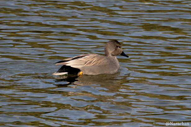 ZZ9_5210_DxO.JPG
