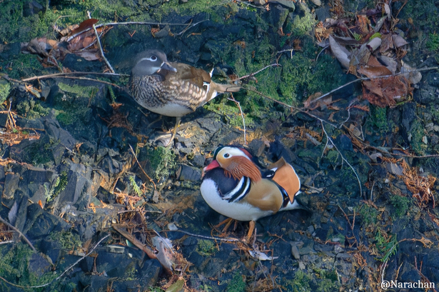 ZZ9_5707_DxO.JPG