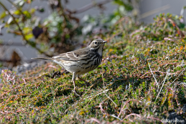 ZZ9_6161_DxO.JPG