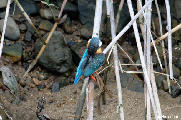 ZZ9_6468_DxO.JPG