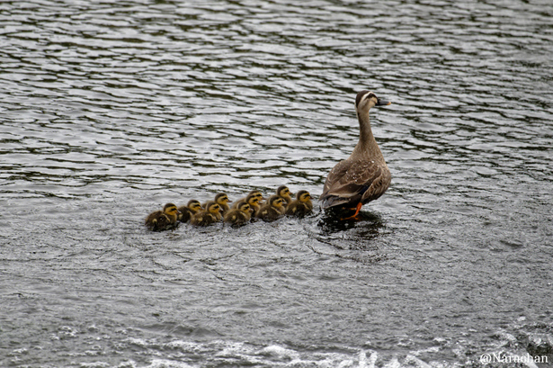 ZZ9_6555_DxO.JPG