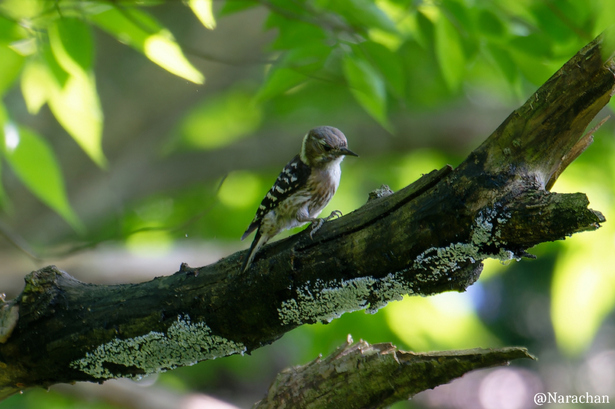 ZZ9_6605_DxO.JPG