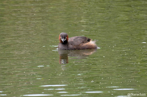 ZZ9_6638_DxO.JPG