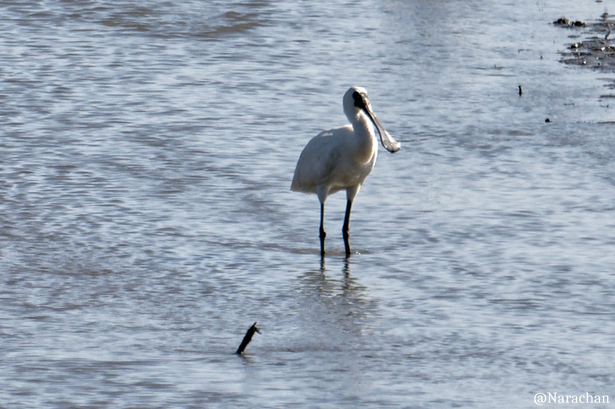 ZZ9_6750_DxO.JPG