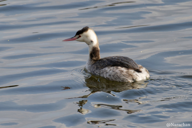 ZZ9_7089_DxO.JPG