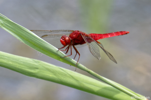 ZZ9_7092_Nik_DxO.JPG