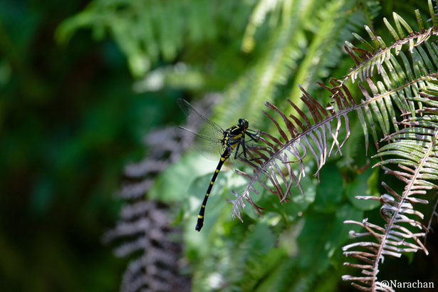 ZZ9_7188_DxO.JPG