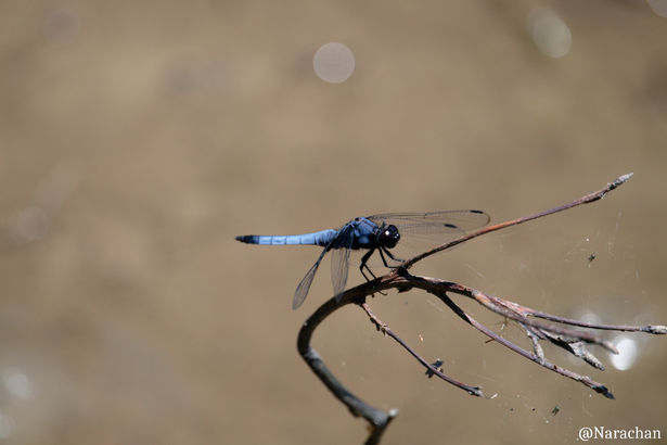 ZZ9_7196_DxO.JPG