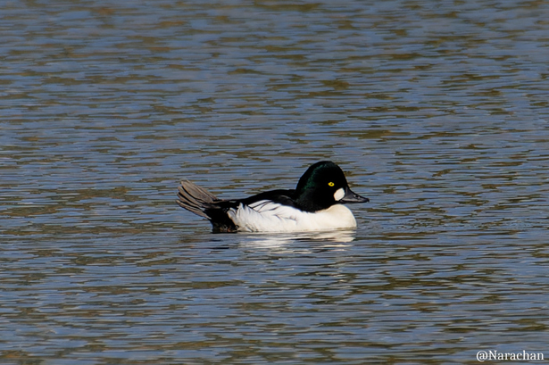 ZZ9_7308_DxO.JPG