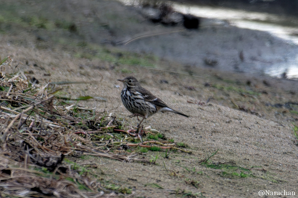 ZZ9_7531_DxO.JPG