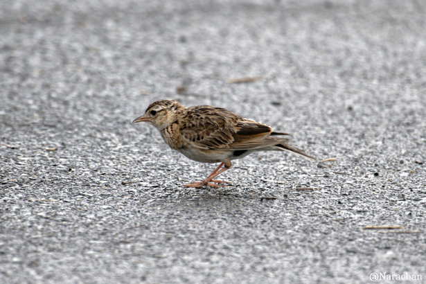 ZZ9_7536_DxO.JPG