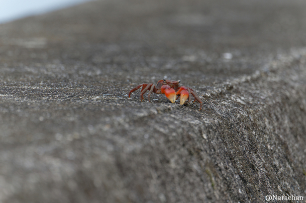 ZZ9_7692_DxO.JPG