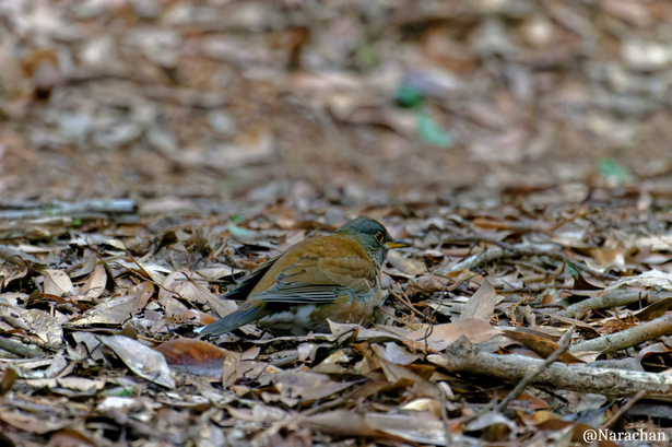 ZZ9_7715_DxO.JPG