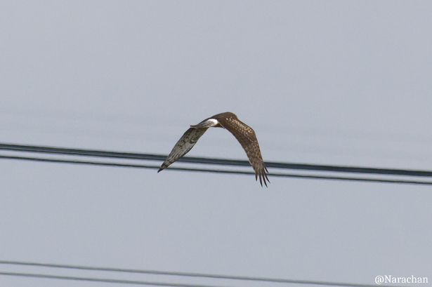 ZZ9_7798_DxO.JPG