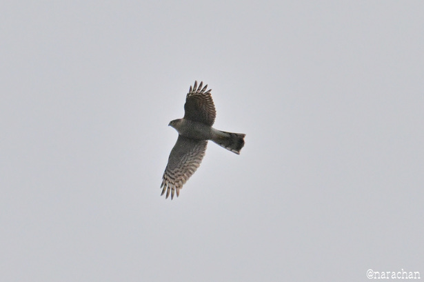 ZZ9_8362.JPG