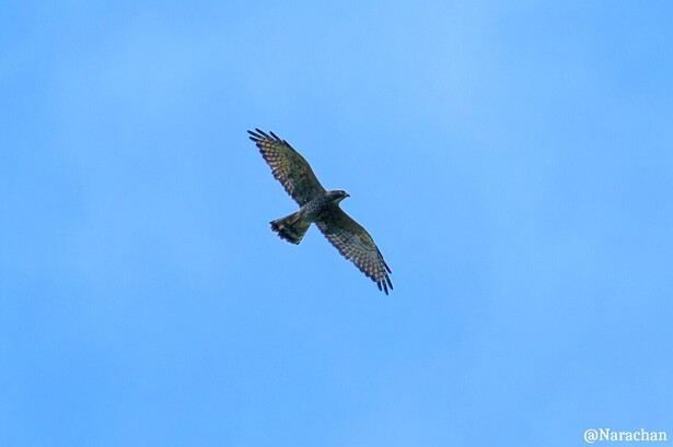 ZZ9_8472_DxO.JPG