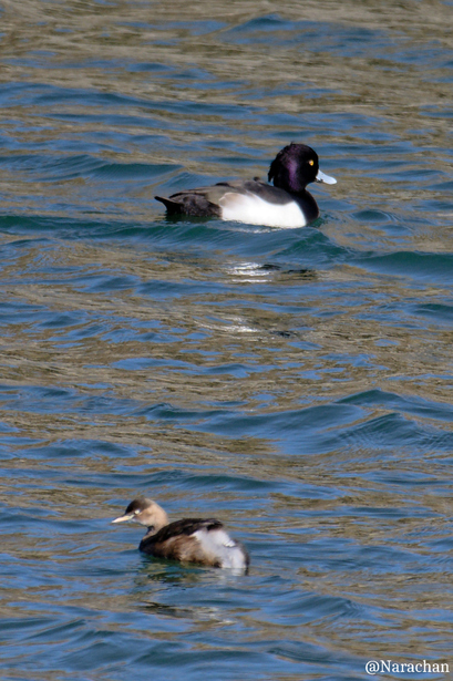ZZ9_8706_DxO.JPG