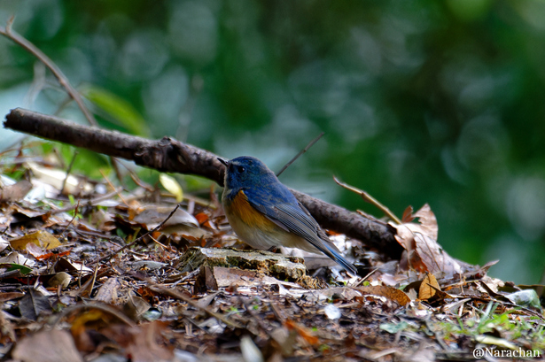 ZZ9_8720_DxO.JPG