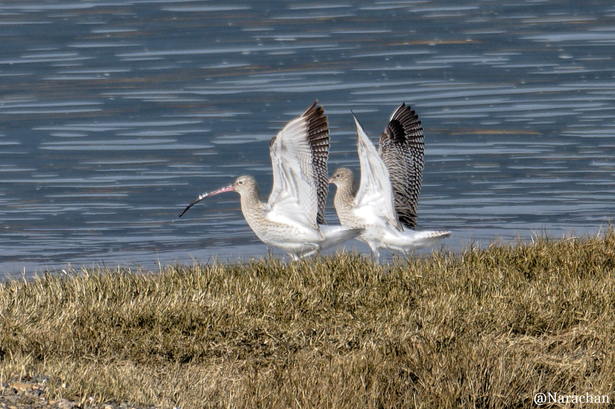 ZZ9_9334_DxO.JPG