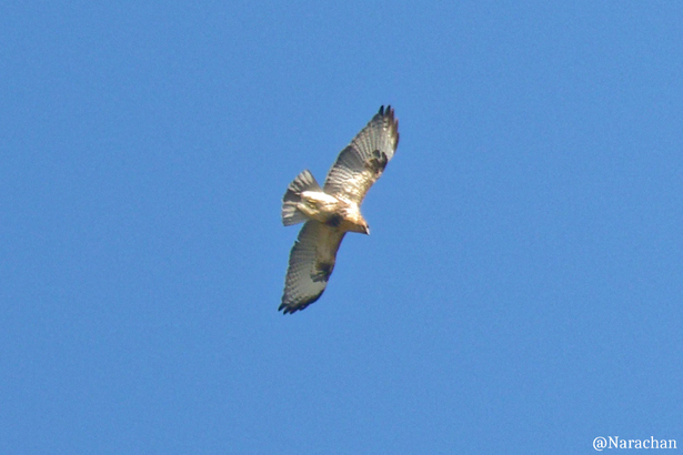 ZZ9_9342_DxO.JPG
