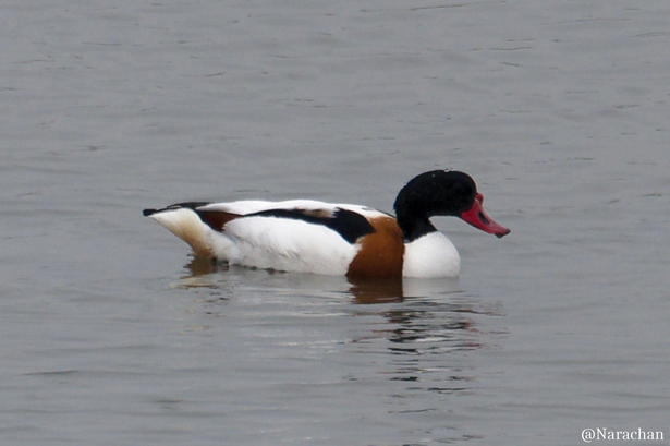 ZZ9_9405_DxO.JPG