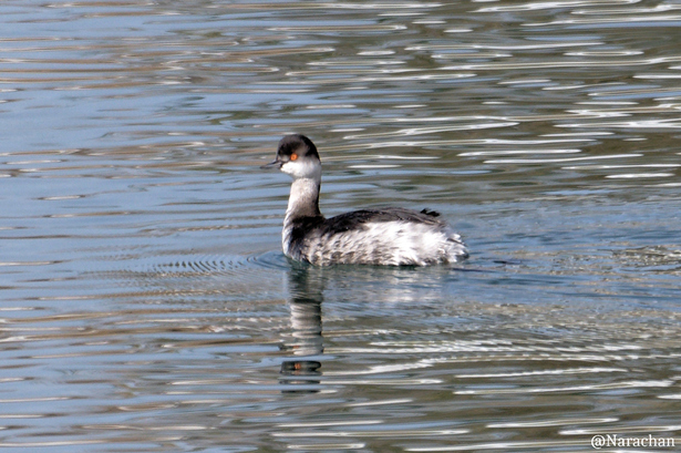 ZZ9_9562_DxO.JPG
