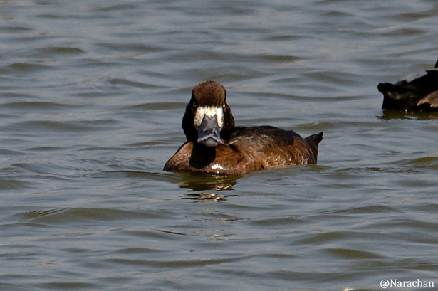 ZZ9_9954_DxO.JPG